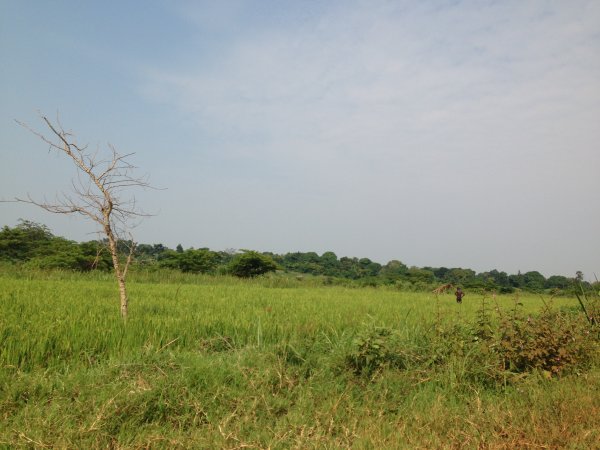 rice fields