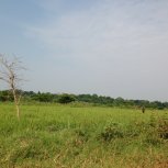 rice fields