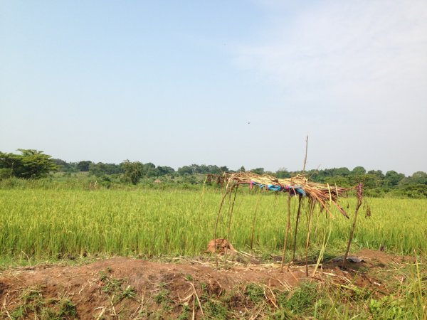 rice fields