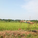 rice fields