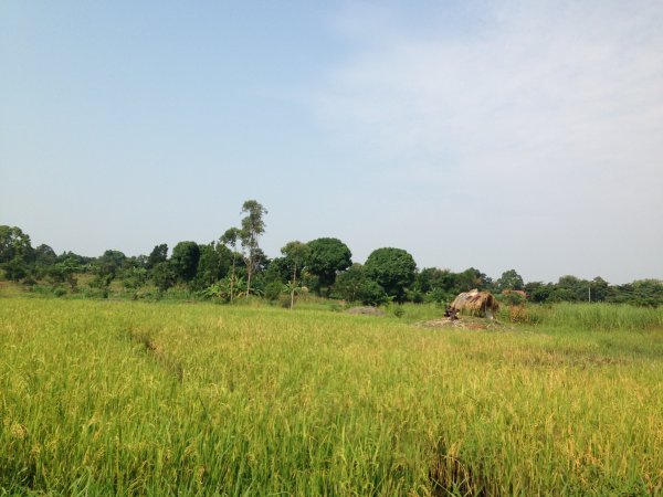 rice fields