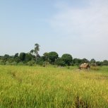 rice fields