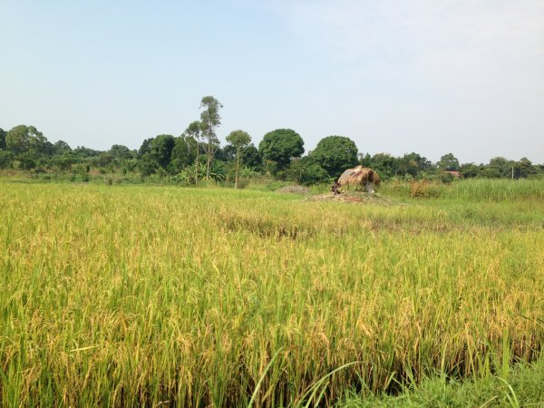 rice fields