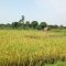 rice fields