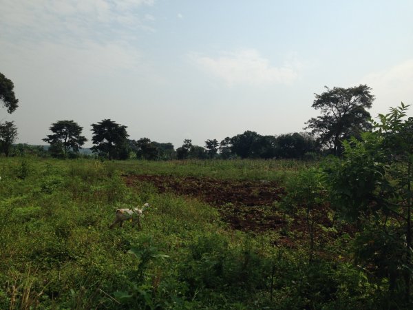 rice fields