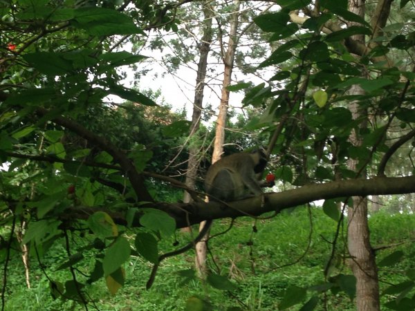 Source of the Nile River