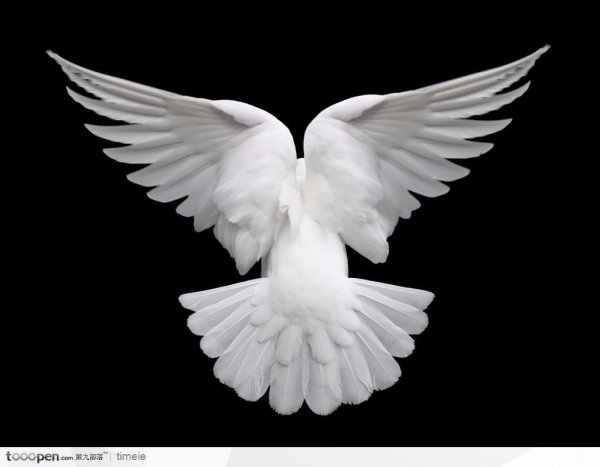 Dove