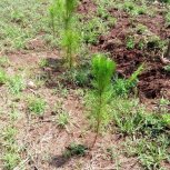 Pine Trees