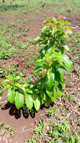 Fruit Trees