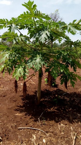 Fruit Trees