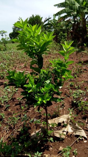 Fruit Trees