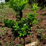 Fruit Trees