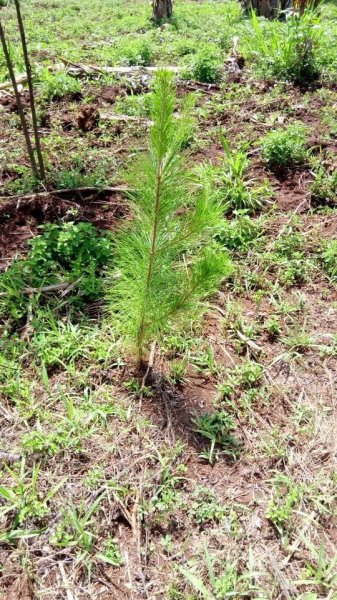 Pine Trees
