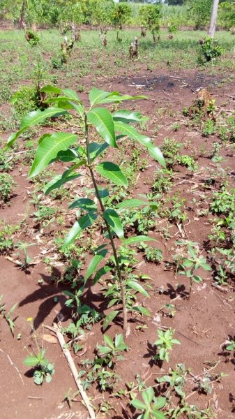 Fruit Trees