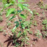 Fruit Trees