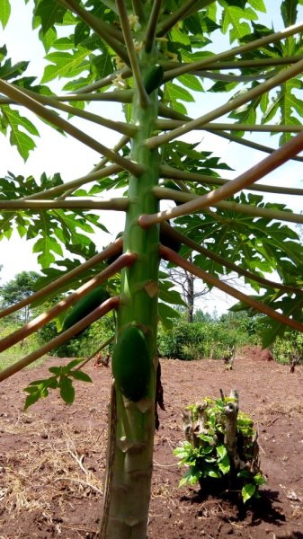 Fruit Trees