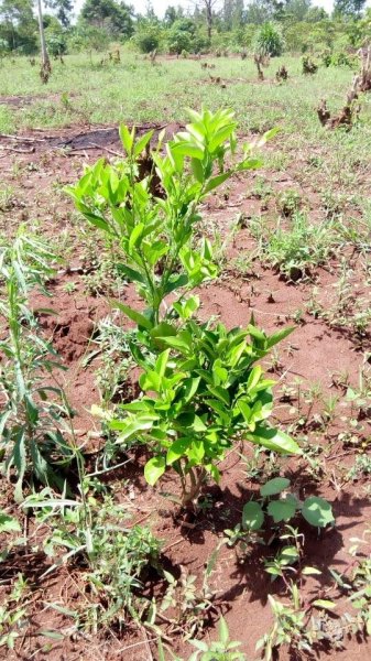 Fruit Trees