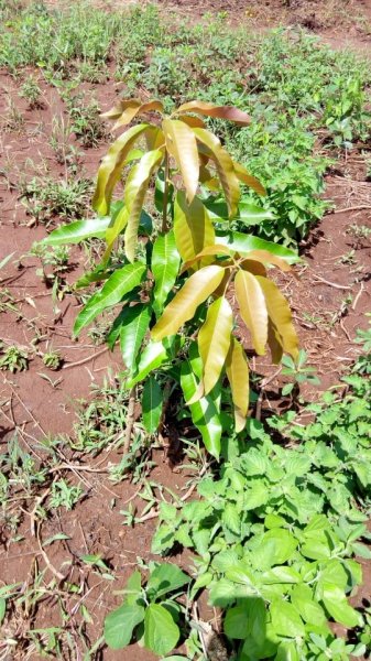 Fruit Trees