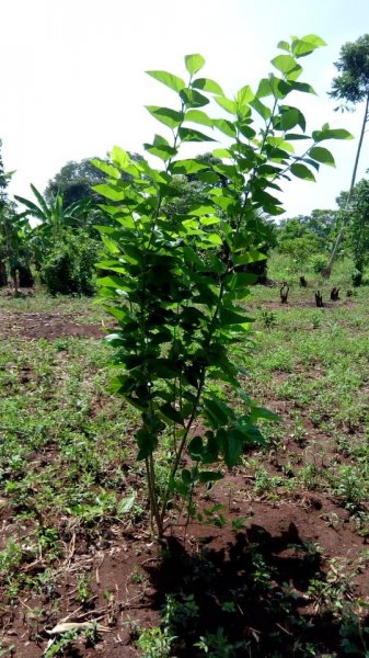 Fruit Trees