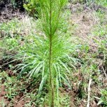 Pine Trees
