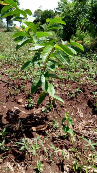 Fruit Trees