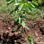 Fruit Trees