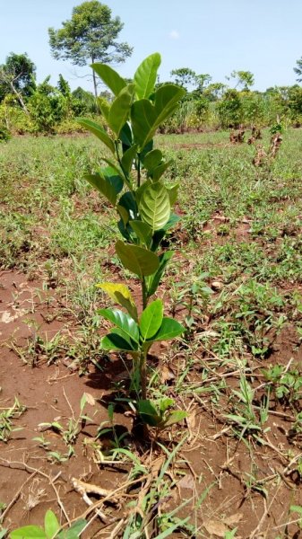 Fruit Trees