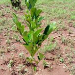 Fruit Trees