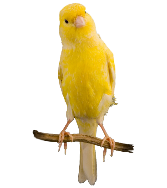 Canary in the cage