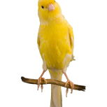 Canary in the cage