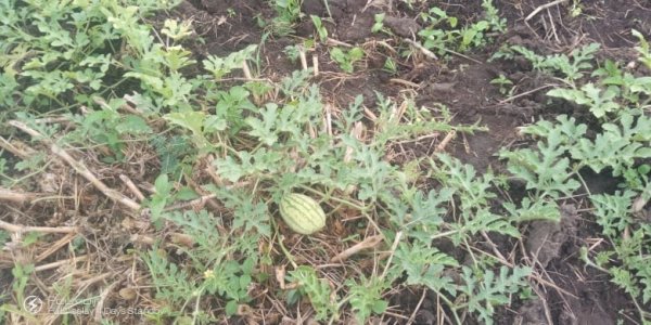 Watermelon