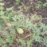 Watermelon