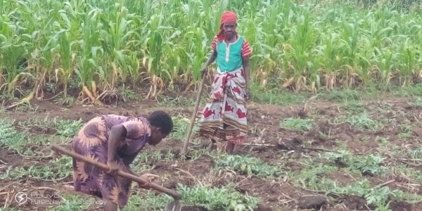 Some helpers weeding for payment