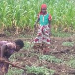 Some helpers weeding for payment