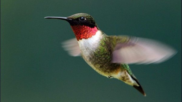 Ruby Throated Hummingbird 
