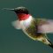 Ruby Throated Hummingbird 