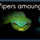 Vipers Among Us