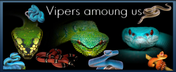 Vipers Among Us