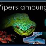 Vipers Among Us