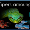 Vipers Among Us