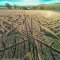 UK Crop Circle 2016