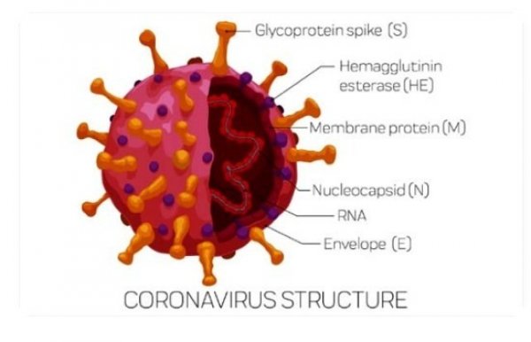 Covid-19 Fraud 4