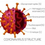 Covid-19 Fraud 4