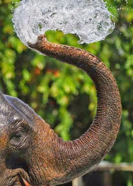 Elephant 