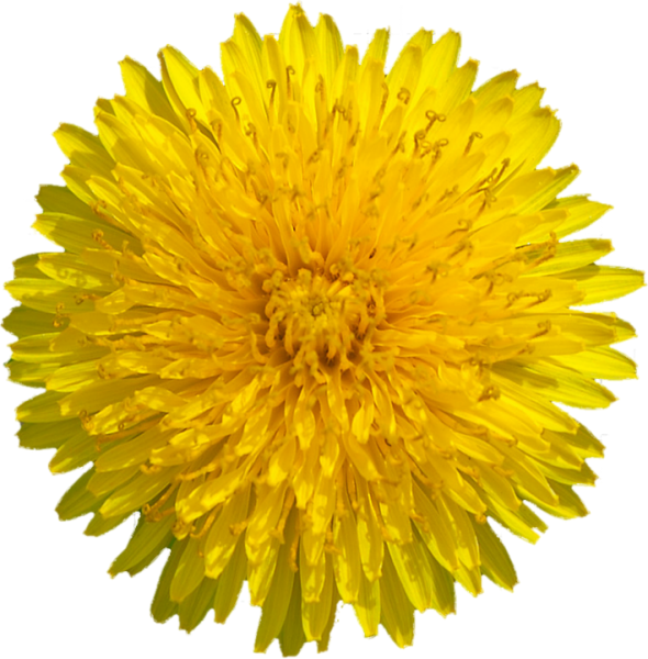 Dandelion 