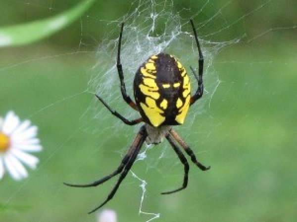 Argiope aurantia (Black and Yellow Garden Spider)