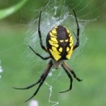 Argiope aurantia (Black and Yellow Garden Spider)
