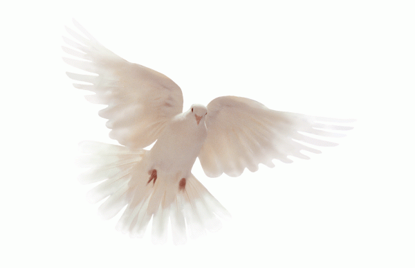 Dove 