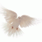 Dove 