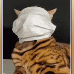 Cat Masking